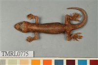 藏品(龜山壁虎)的圖片